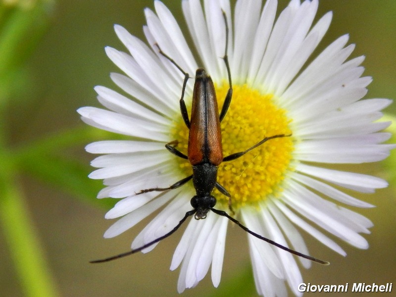 La vita in un fiore (Erigeron annuus)